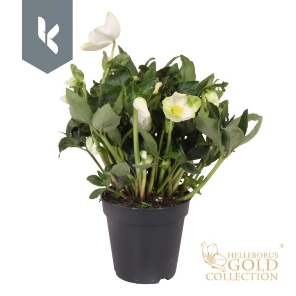 Christrose, (Helleborus niger), Sorte: Wintergold, im ca. 10cm Topf