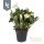 Christrose, (Helleborus niger), Sorte: Wintergold, im ca. 10cm Topf