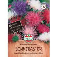 Sommeraster Riesenstrahlen-Mischung