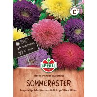 Sommeraster Riesen-Prinzess-Mischung