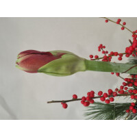 Stern to go, Farbe: natur, inkl. Florarer F&uuml;llung und frischer Amaryllis