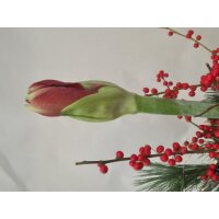 Stern to go, Farbe: natur, inkl. Florarer F&uuml;llung und frischer Amaryllis