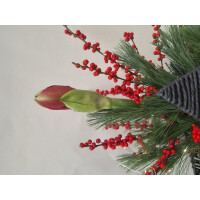 Stern to go, Farbe: anthrazit, inkl. Florarer F&uuml;llung und frischer Amaryllis