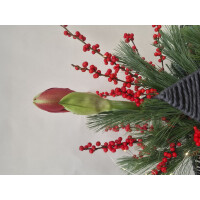 Stern to go, Farbe: anthrazit, inkl. Florarer F&uuml;llung und frischer Amaryllis