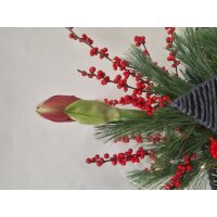 Stern to go, Farbe: anthrazit, inkl. Florarer F&uuml;llung und frischer Amaryllis