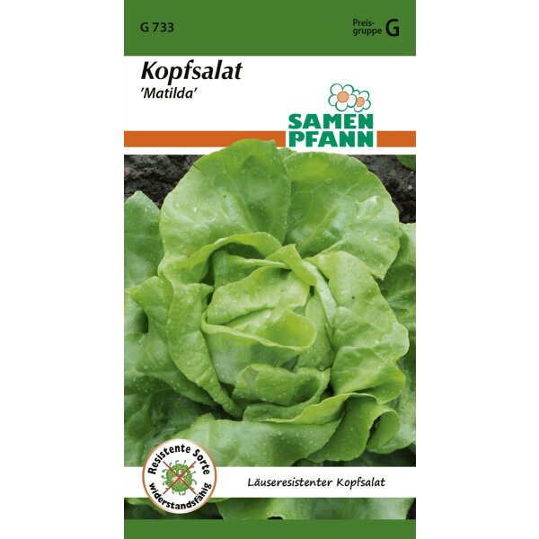 Kopfsalat Matilda