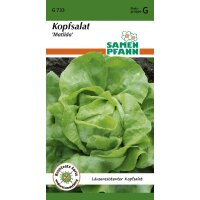 Kopfsalat Matilda
