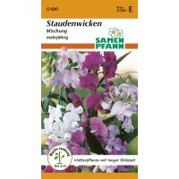 Staudenwicken Mischung