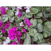 Alpenveilchen, (Cyclamen coum), gemsicht bl&uuml;hend, im ca. 10cm Topf