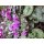 Alpenveilchen, (Cyclamen coum), rosa blühend, im ca. 10cm Topf