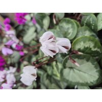 Alpenveilchen, (Cyclamen coum), gemsicht bl&uuml;hend, im ca. 10cm Topf, 3 Pflanzen im Set