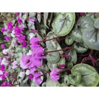 Alpenveilchen, (Cyclamen coum), gemsicht bl&uuml;hend, im ca. 10cm Topf, 6 Pflanzen im Set