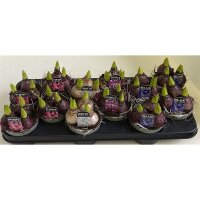 Hyazinthe, (Hyacinthus orientalis), 3 Zwiebel im 10,5cm...