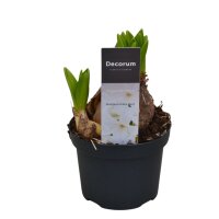 Multiflora Hyazinthe, (Hyacinthus orientalis), im 11cm...