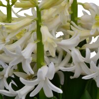 Multiflora Hyazinthe, (Hyacinthus orientalis), im 9cm...