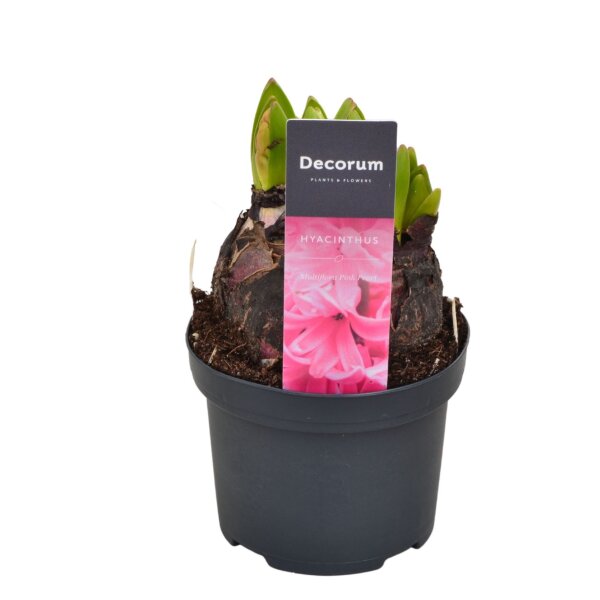Multiflora Hyazinthe, (Hyacinthus orientalis), im 9cm Topf, Farbe rosa