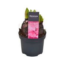 Multiflora Hyazinthe, (Hyacinthus orientalis), im 9cm...