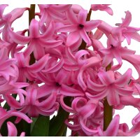 Multiflora Hyazinthe, (Hyacinthus orientalis), im 9cm...