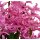Multiflora Hyazinthe, (Hyacinthus orientalis), im 9cm Topf, Farbe rosa