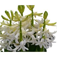 Multiflora Hyazinthe, (Hyacinthus orientalis), im 11cm...