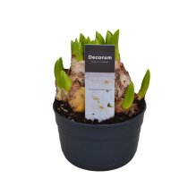 Multiflora Hyazinthe, (Hyacinthus orientalis), im 11cm...