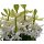 Multiflora Hyazinthe, (Hyacinthus orientalis), im 11cm Topf, Farbe weiss