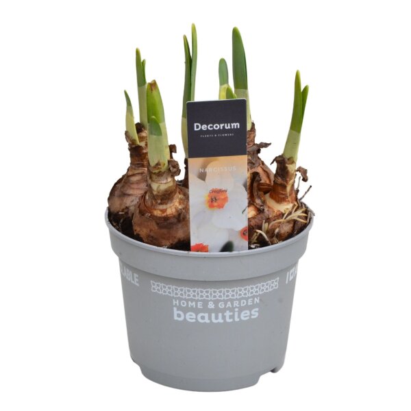 Narzisse, (Narcissus), im 12cm Topf, Sorte: Cragford