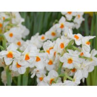 Narzisse, (Narcissus), im 12cm Topf, Sorte: Cragford