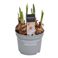 Narzisse, (Narcissus), im 12cm Topf, Sorte: Cragford