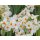 Narzisse, (Narcissus), im 12cm Topf, Sorte: Cragford