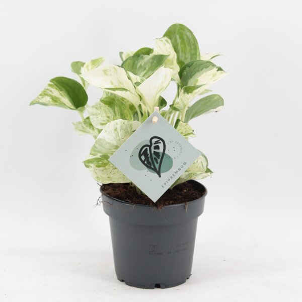 Efeutute, (Epipremnum pinnatum), Sorte: Manjula, im 12cm Topf