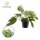 Efeutute, (Epipremnum aureum), Sorte: Marble King, im 12cm Topf
