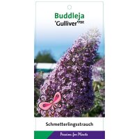 Schmetterlingsflieder (Buddleja davidii), Sorte:...