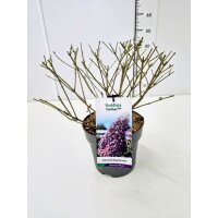 Schmetterlingsflieder (Buddleja davidii), Sorte:...