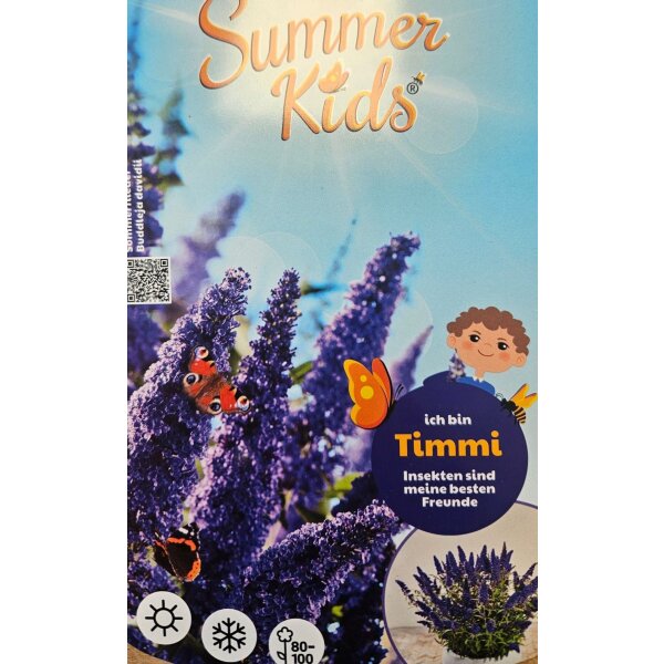 Schmetterlingsflieder (Buddleja davidii), Sorte: Summer Kids® Timmi, im 23cm Topf, ca. 50cm hoch