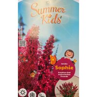 Schmetterlingsflieder (Buddleja davidii), Sorte: Summer...