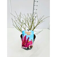 Schmetterlingsflieder (Buddleja davidii), Sorte: Summer...