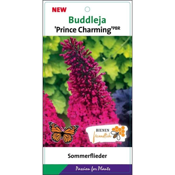 Schmetterlingsflieder (Buddleja davidii), Sorte: Prince Charming, im 19cm Topf, ca. 50cm hoch