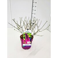 Schmetterlingsflieder (Buddleja davidii), Sorte: Prince...