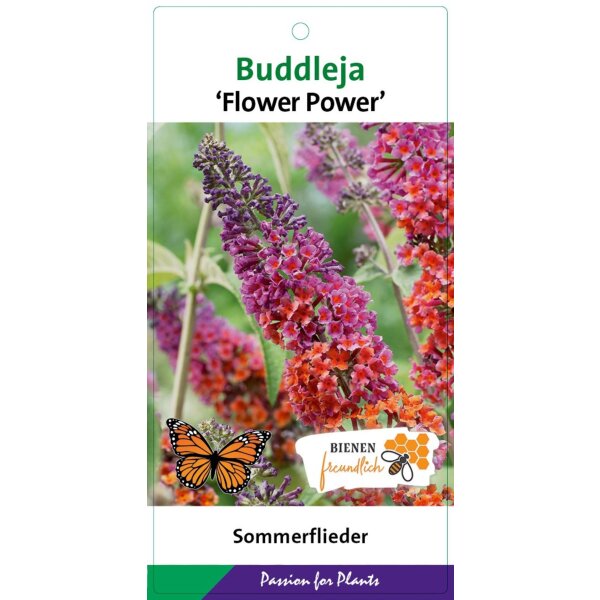Schmetterlingsflieder (Buddleja davidii), Sorte: Flower Power, im 23cm Topf, ca. 50cm hoch