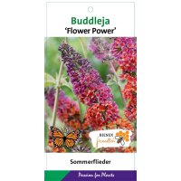 Schmetterlingsflieder (Buddleja davidii), Sorte: Flower...