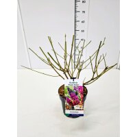 Schmetterlingsflieder (Buddleja davidii), Sorte: Flower...
