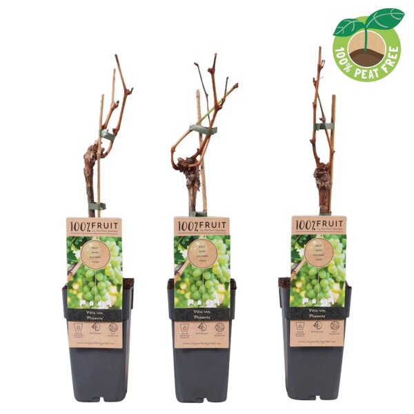 Traube (Vitis vinifera), Sorte: Phoenix, veredelt, im 15cm Topf, ca. 65cm hoch