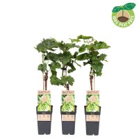 Traube (Vitis vinifera), Sorte: Phoenix, veredelt, im...