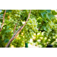 Traube (Vitis vinifera), Sorte: Phoenix, veredelt, im 15cm Topf, ca. 65cm hoch