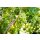 Traube (Vitis vinifera), Sorte: Phoenix, veredelt, im 15cm Topf, ca. 65cm hoch