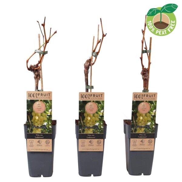 Traube (Vitis vinifera), Sorte: Lakemont kernlos, veredelt, im 15cm Topf, ca. 65cm hoch