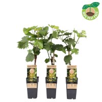 Traube (Vitis vinifera), Sorte: Lakemont kernlos,...