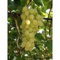 Traube (Vitis vinifera), Sorte: Lakemont kernlos, veredelt, im 15cm Topf, ca. 65cm hoch