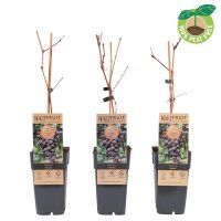 Traube (Vitis vinifera), Sorte: Rondo, im 15cm Topf, ca....